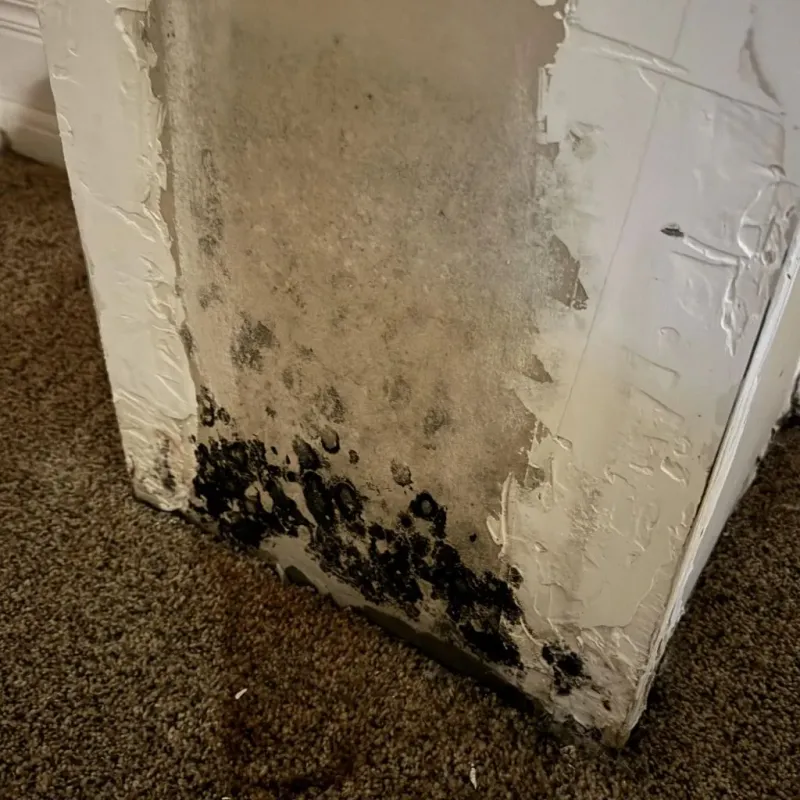 Professional Mold Removal in Kingston Springs, TN